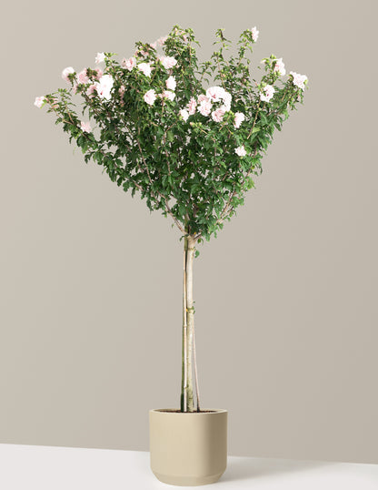 Double Pink Rose of Sharon Tree