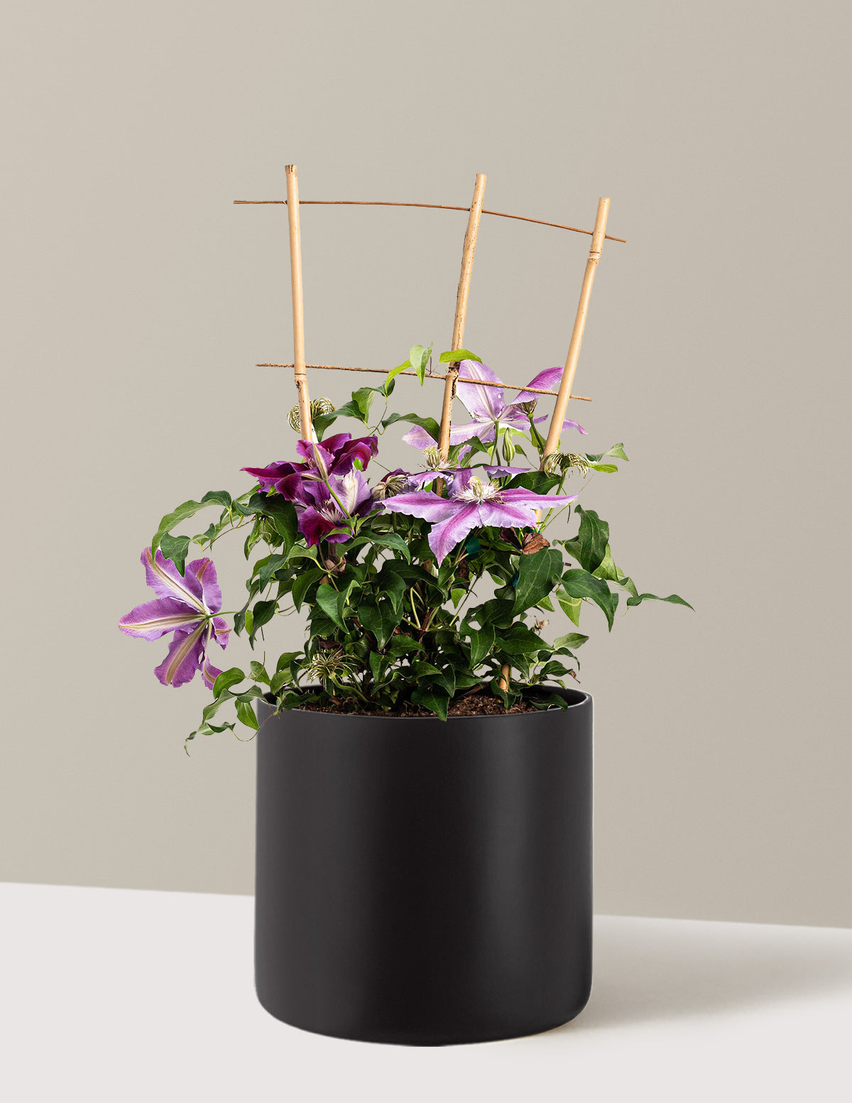 bundle | 2 Gallon | Agnes | Black