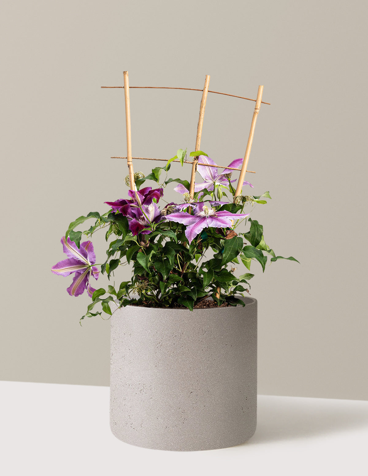 bundle | 2 Gallon | Agnes | Cement Grey