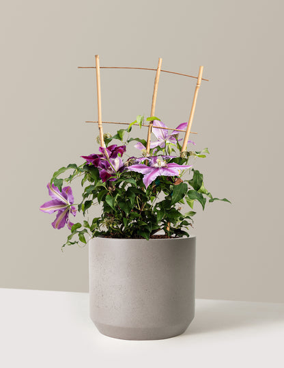 bundle | 2 Gallon | Mexia | Cement Grey