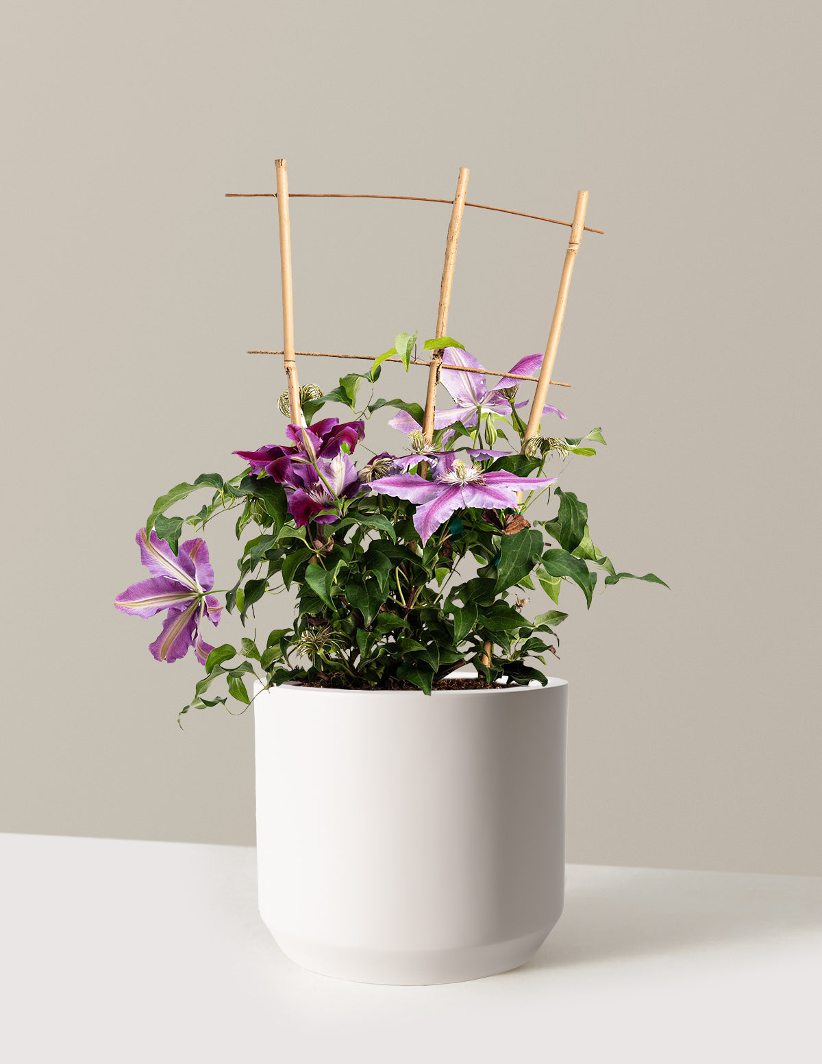 bundle | 2 Gallon | Mexia | Cream