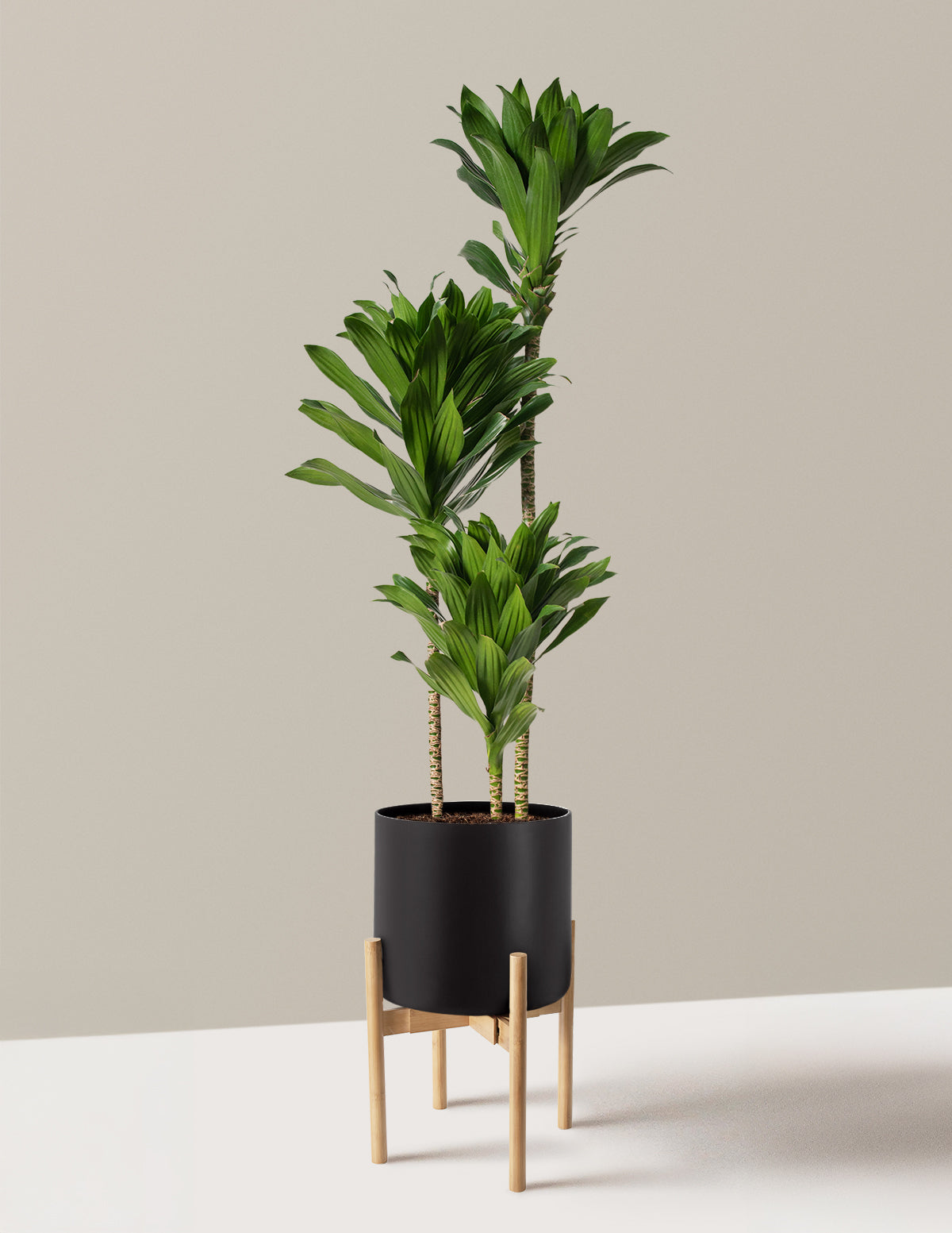 Large Dracaena Compacta Cane