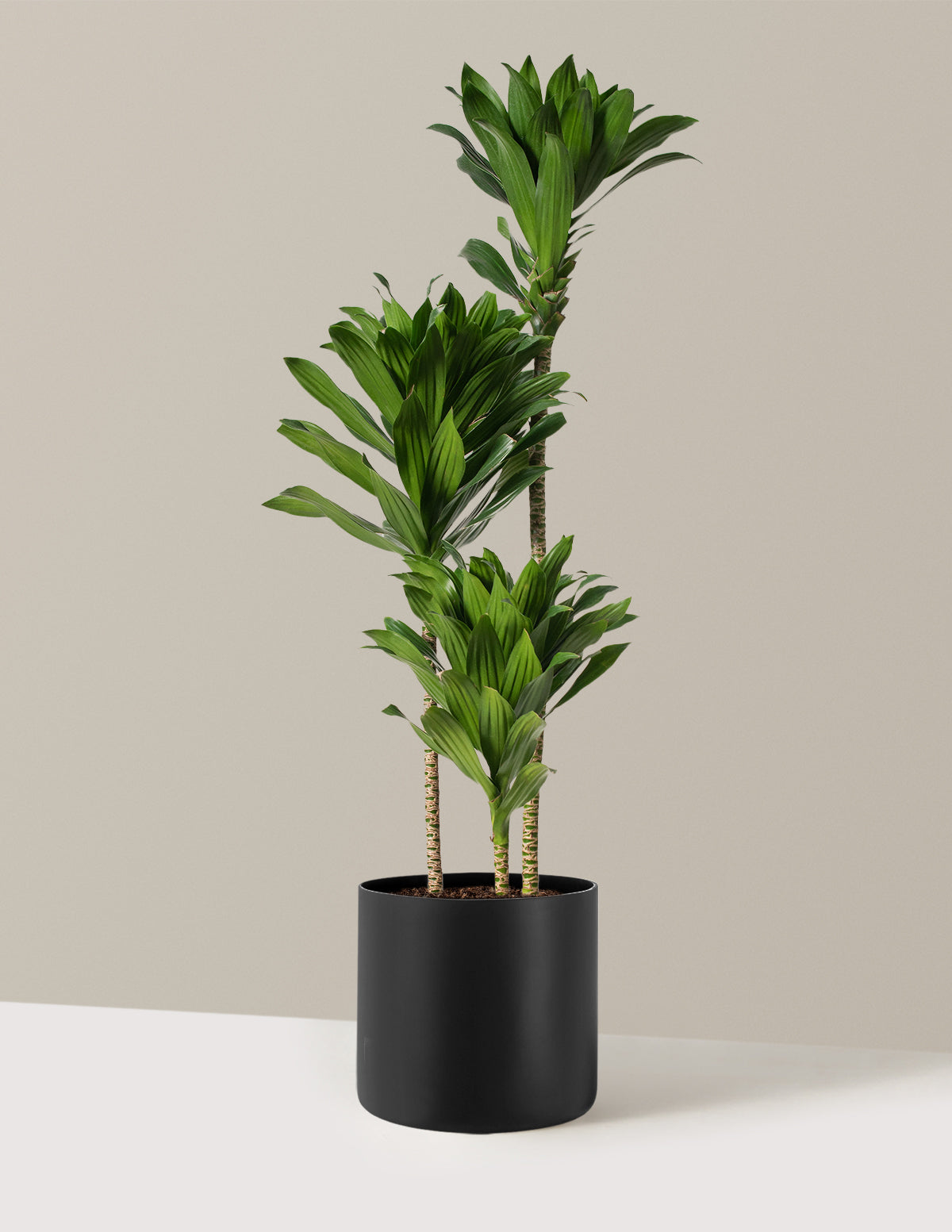Large Dracaena Compacta Cane