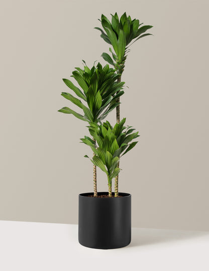 Large Dracaena Compacta Cane