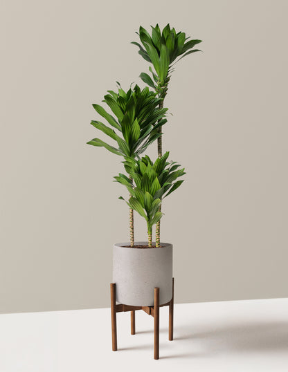 large dracaena compacta cane Large Dracaena Compacta Cane Houseplant - Large (2' to 4' tall) Sea Glass Planter