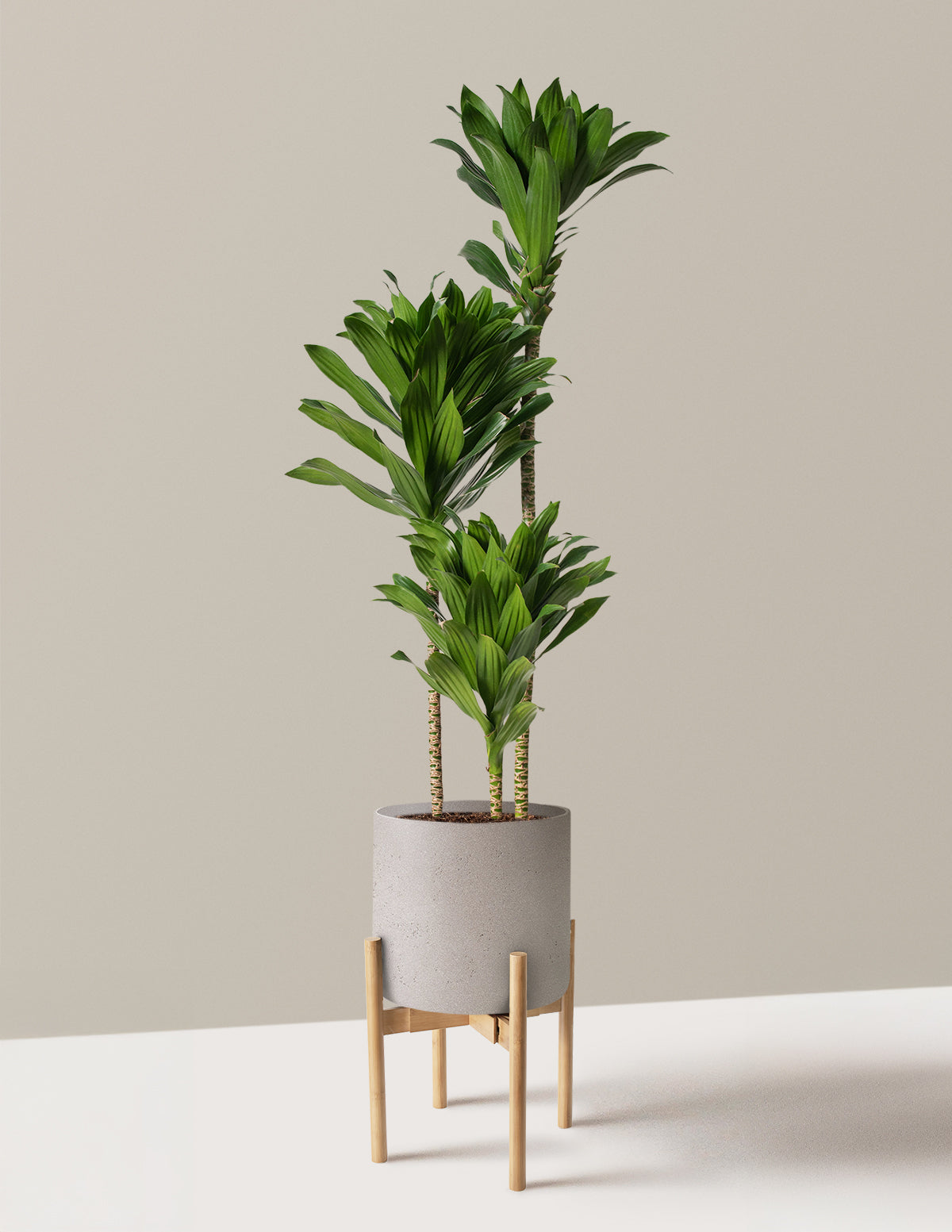 Large Dracaena Compacta Cane