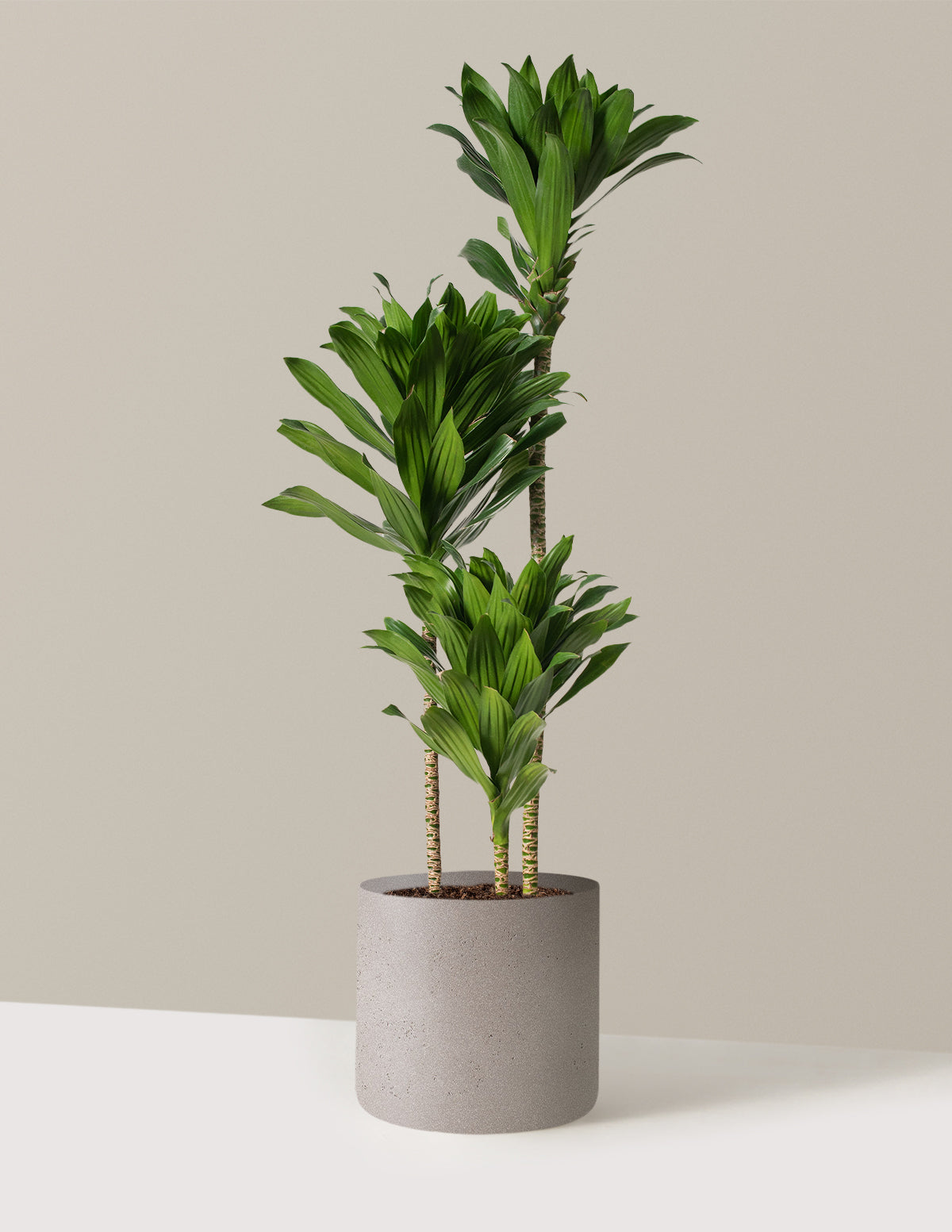 Large Dracaena Compacta Cane