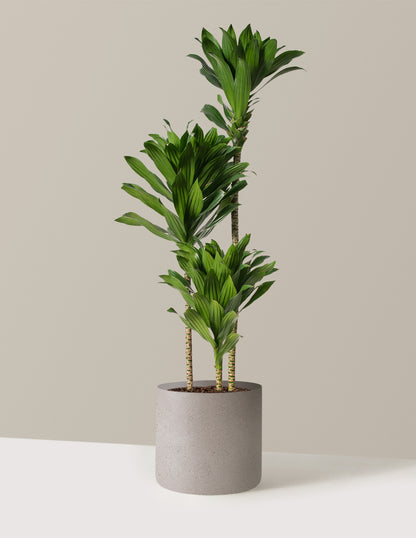 Large Dracaena Compacta Cane