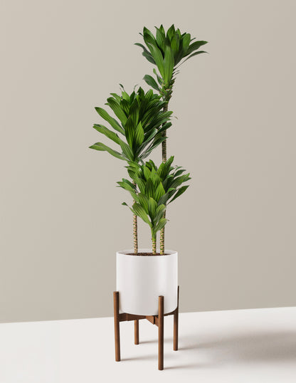 dracaena compacta care indoor Large Dracaena Compacta Cane Houseplant - Large (2' to 4' tall) Sea Glass Planter