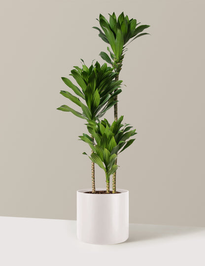 Large Dracaena Compacta Cane