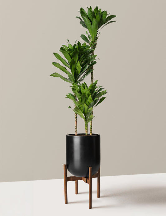 Large Dracaena Compacta Cane