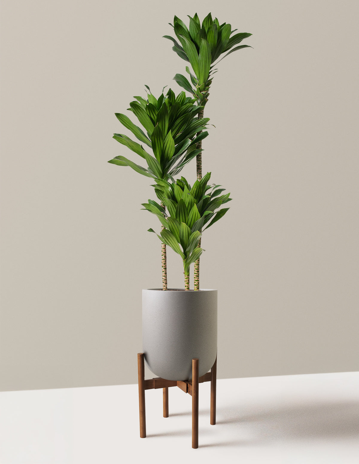 Large Dracaena Compacta Cane