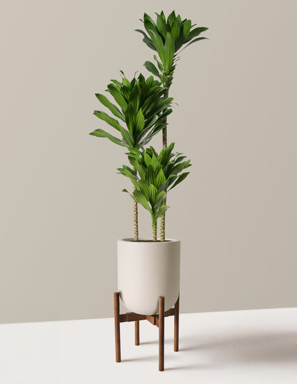 Large Dracaena Compacta Cane