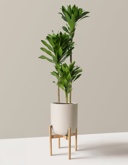 Large Dracaena Compacta Cane