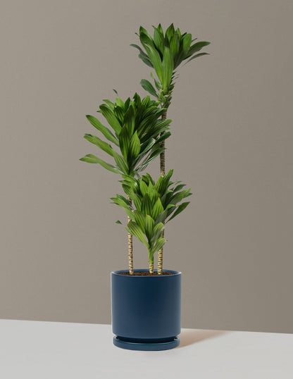 Large Dracaena Compacta Cane