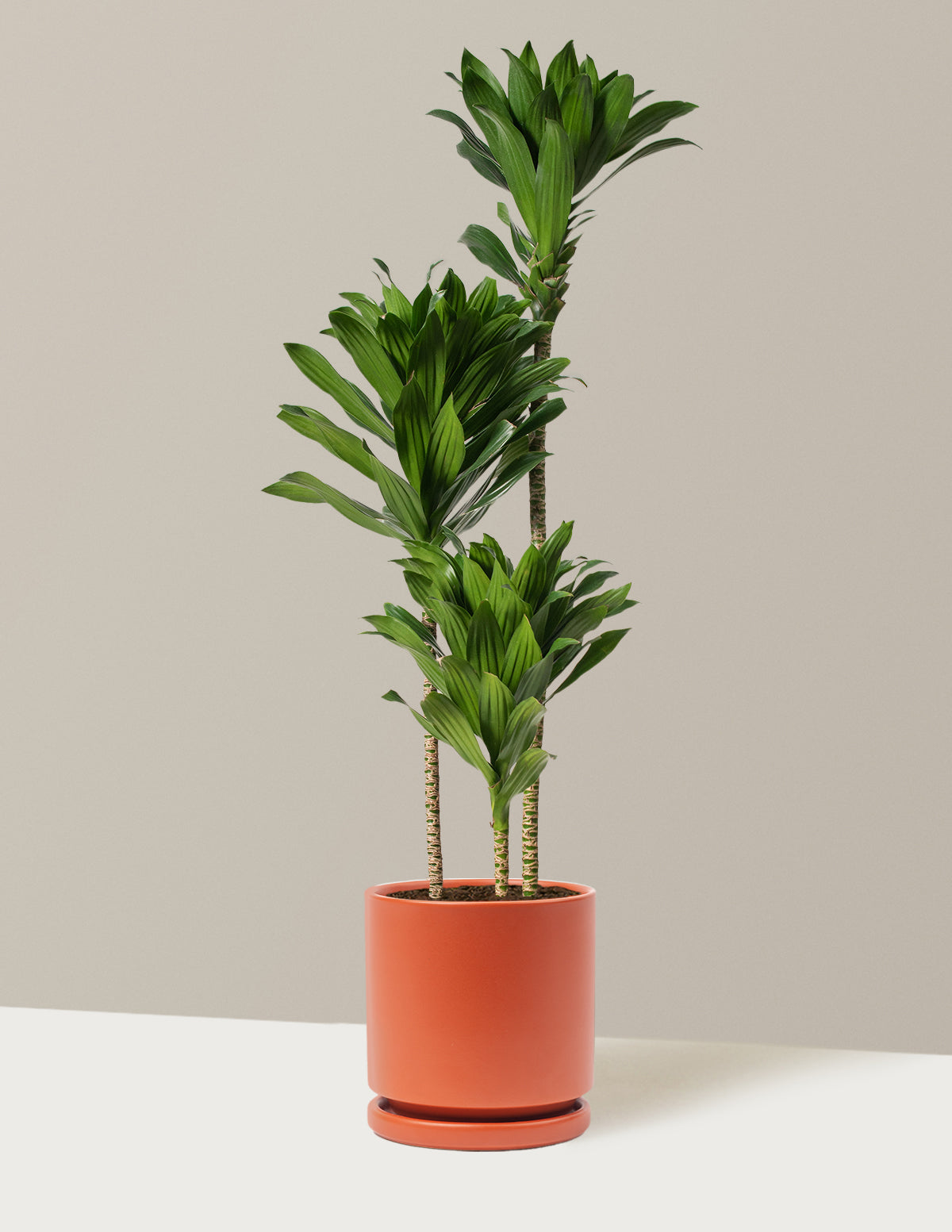 Large Dracaena Compacta Cane