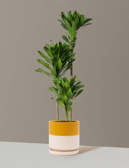 Large Dracaena Compacta Cane