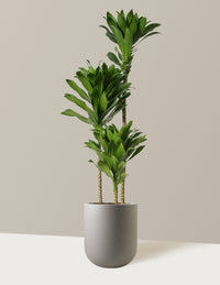 Large Dracaena Compacta Cane