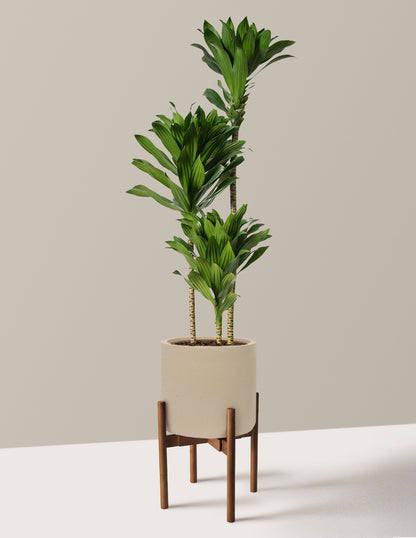 dracaena compacta brown tips Large Dracaena Compacta Cane | Large Houseplants for Delivery