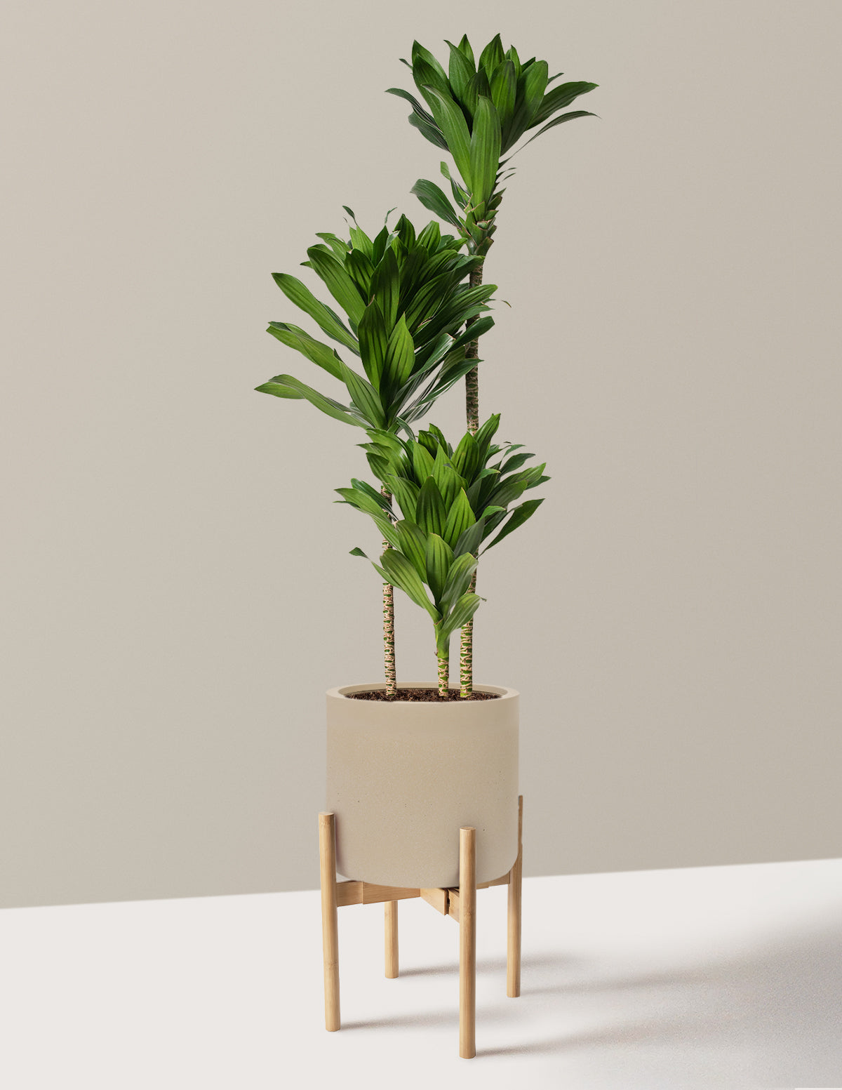 Large Dracaena Compacta Cane