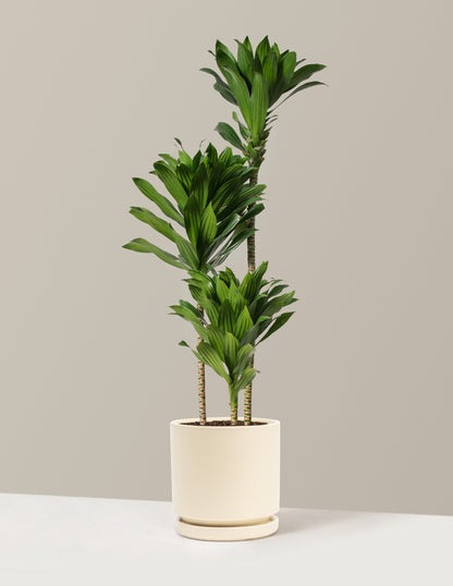 Large Dracaena Compacta Cane