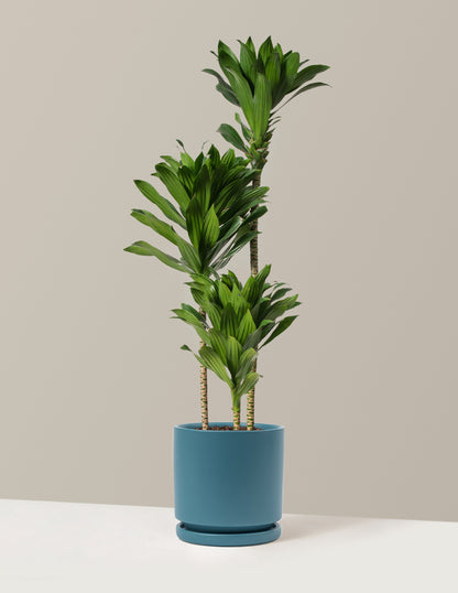 Large Dracaena Compacta Cane