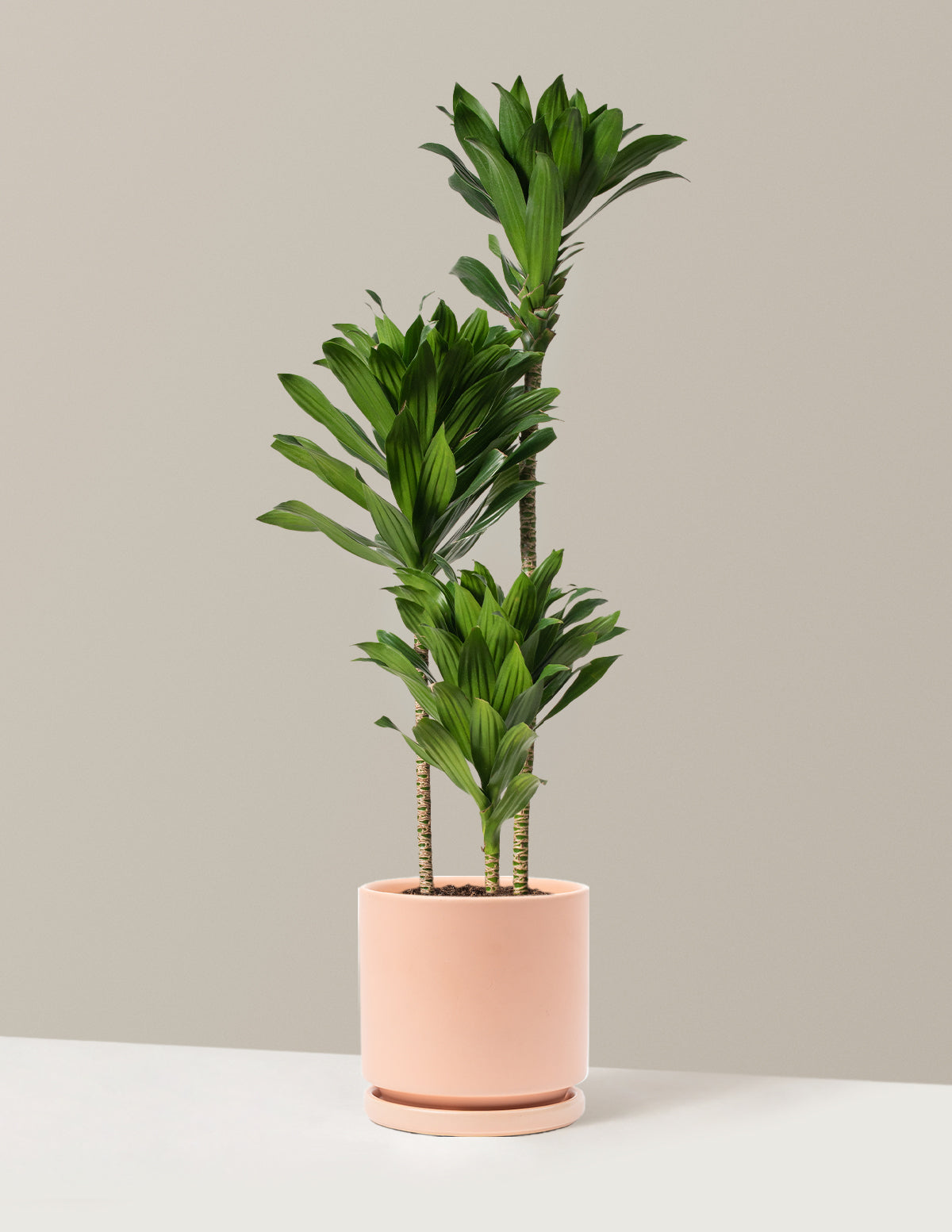 Large Dracaena Compacta Cane