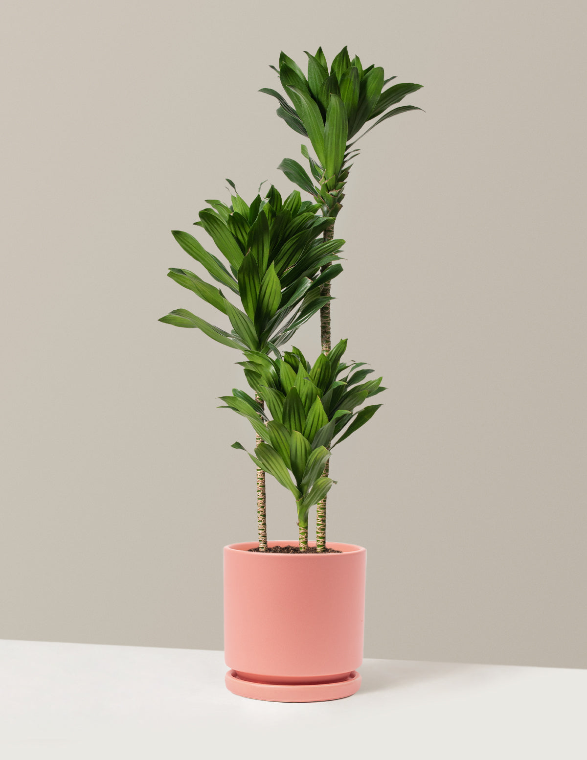 Large Dracaena Compacta Cane