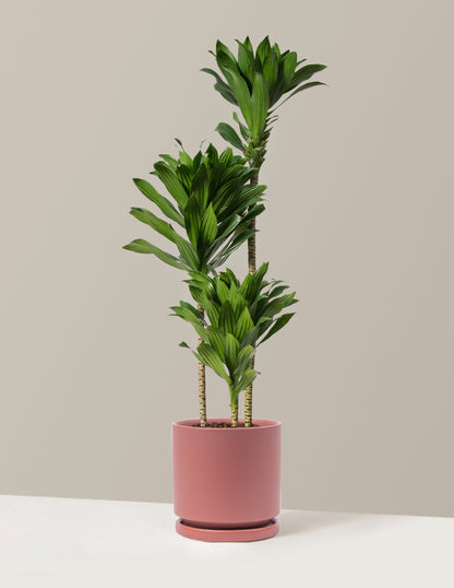 Large Dracaena Compacta Cane