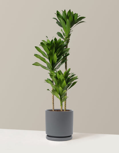 Large Dracaena Compacta Cane