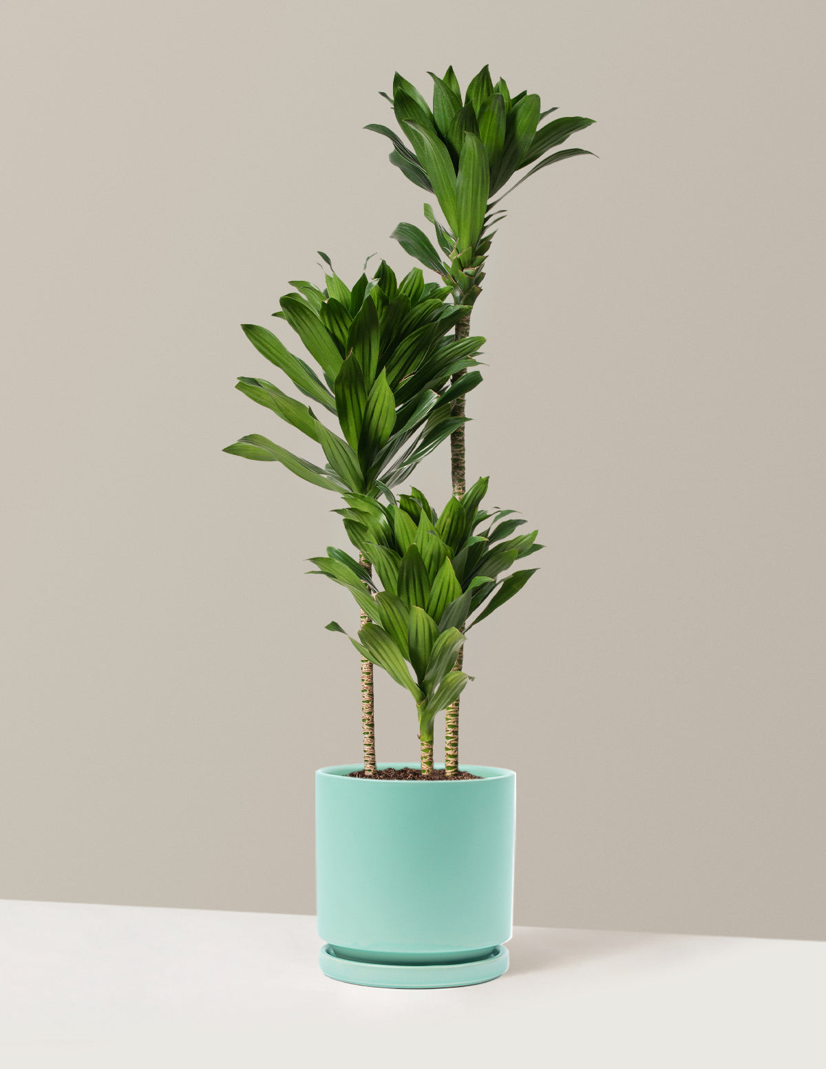 Large Dracaena Compacta Cane