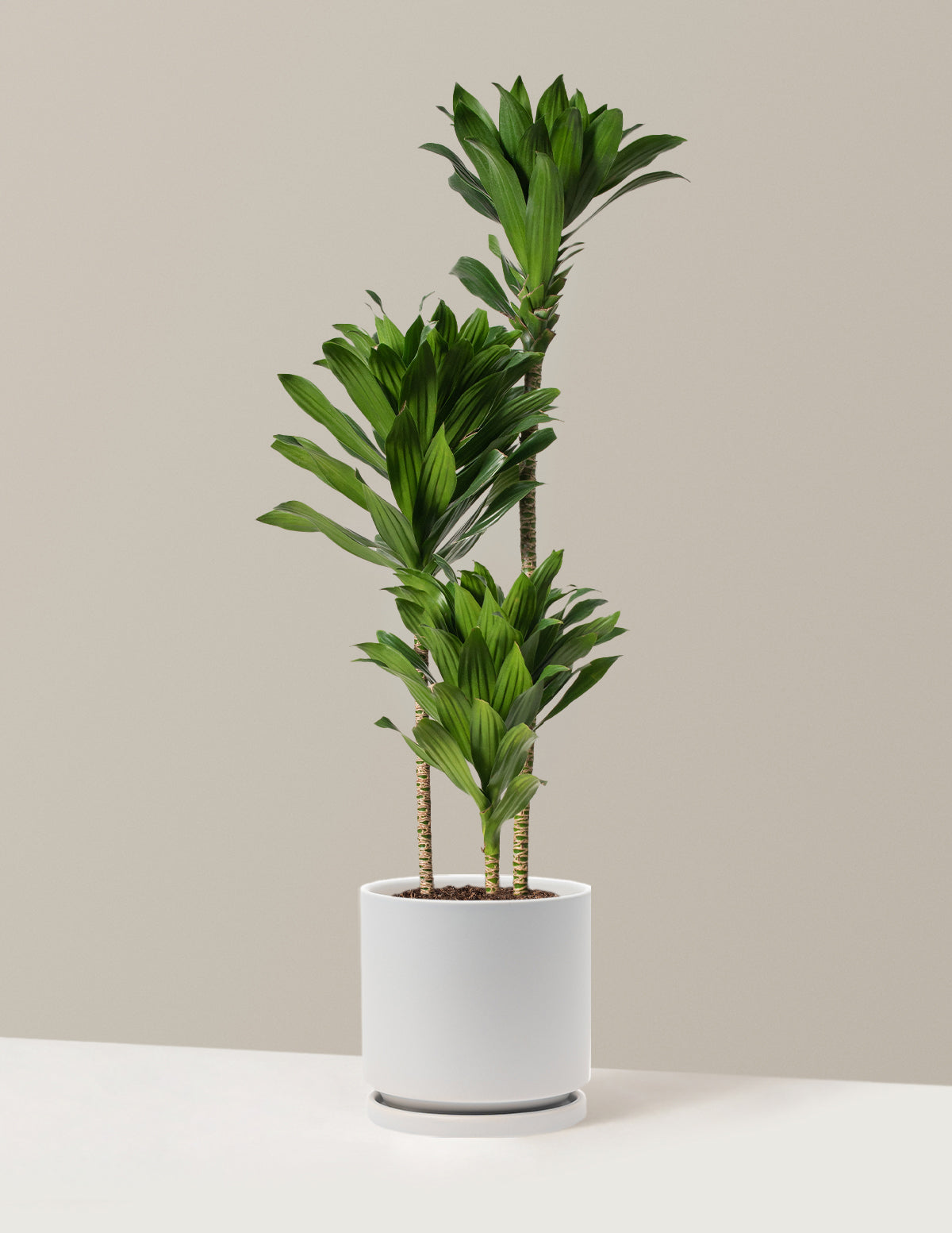 Large Dracaena Compacta Cane