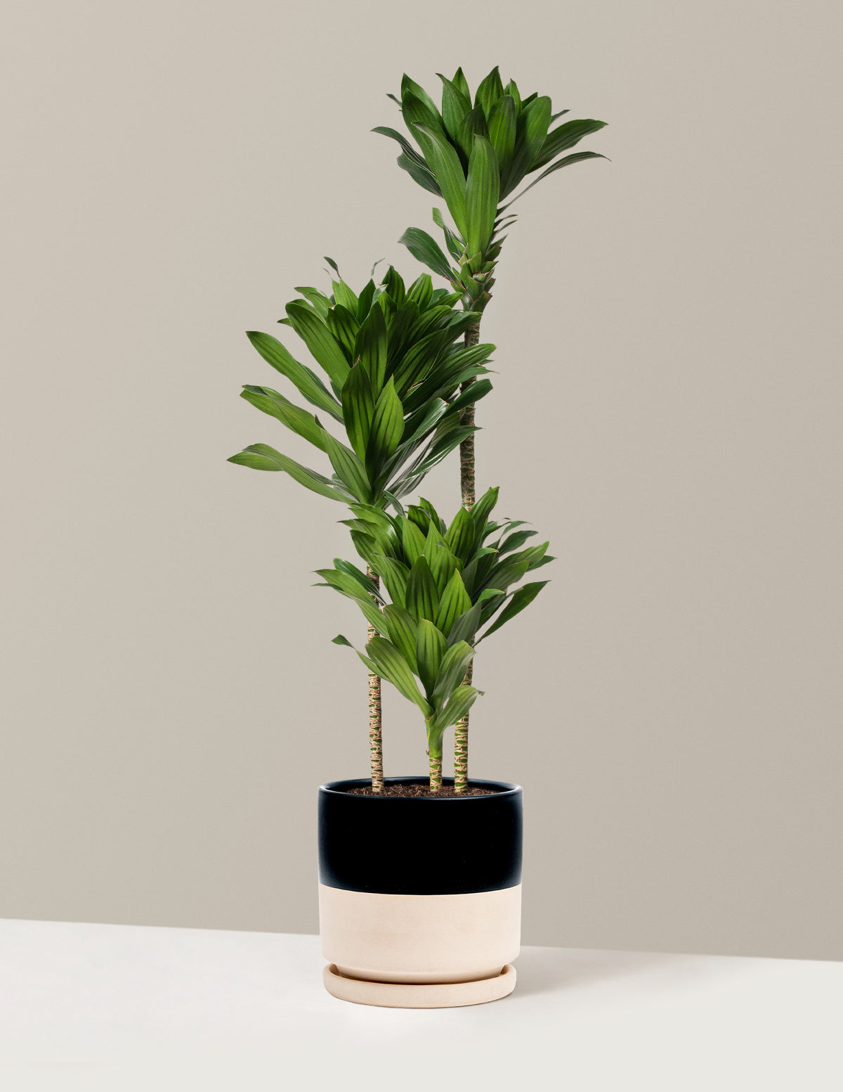 ficus dracaena Large Dracaena Compacta Cane Houseplant - Large (2' to 4' tall) Sea Glass Planter