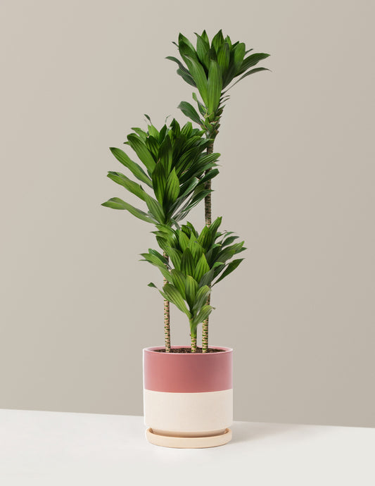 Large Dracaena Compacta Cane