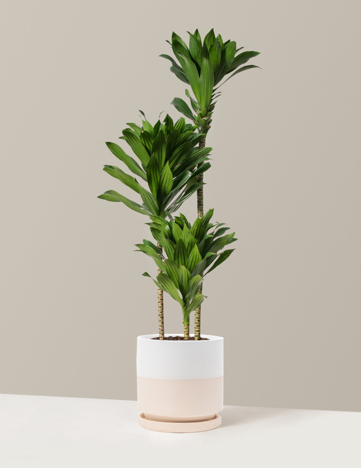 Large Dracaena Compacta Cane