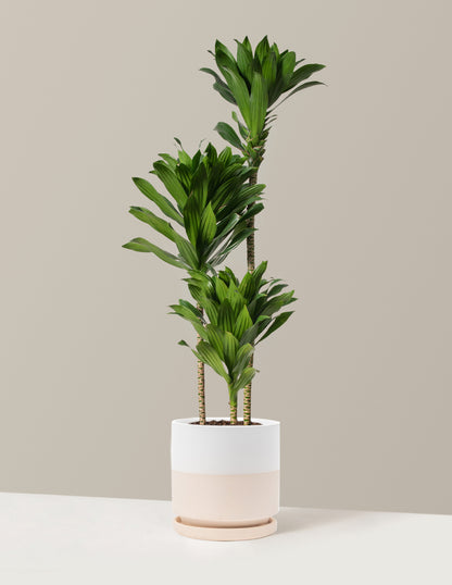 Large Dracaena Compacta Cane