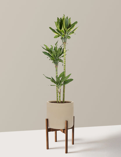Dracaena Steudneri Gold Dream