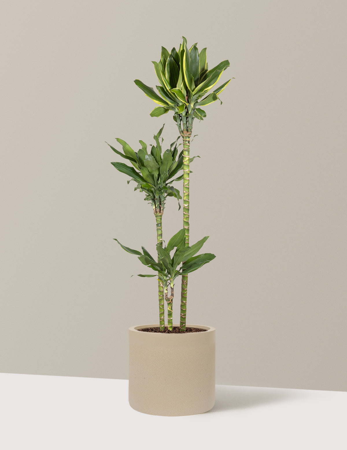 golden dracaena plant Dracaena Steudneri Gold Dream Houseplant with Planter - Large (3-4' tall) Dusty Rose Planter