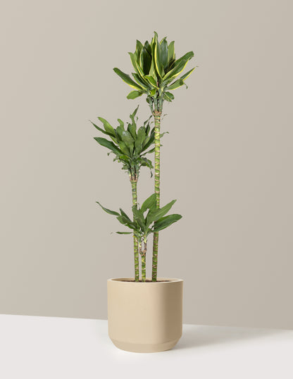 Dracaena Steudneri Gold Dream