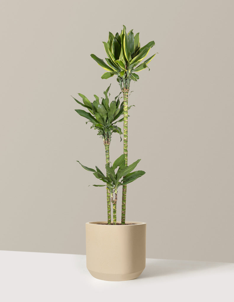 dracaena gold star plant Dracaena Steudneri Gold Dream Houseplant with Planter - Large (3-4' tall) Dusty Rose Planter