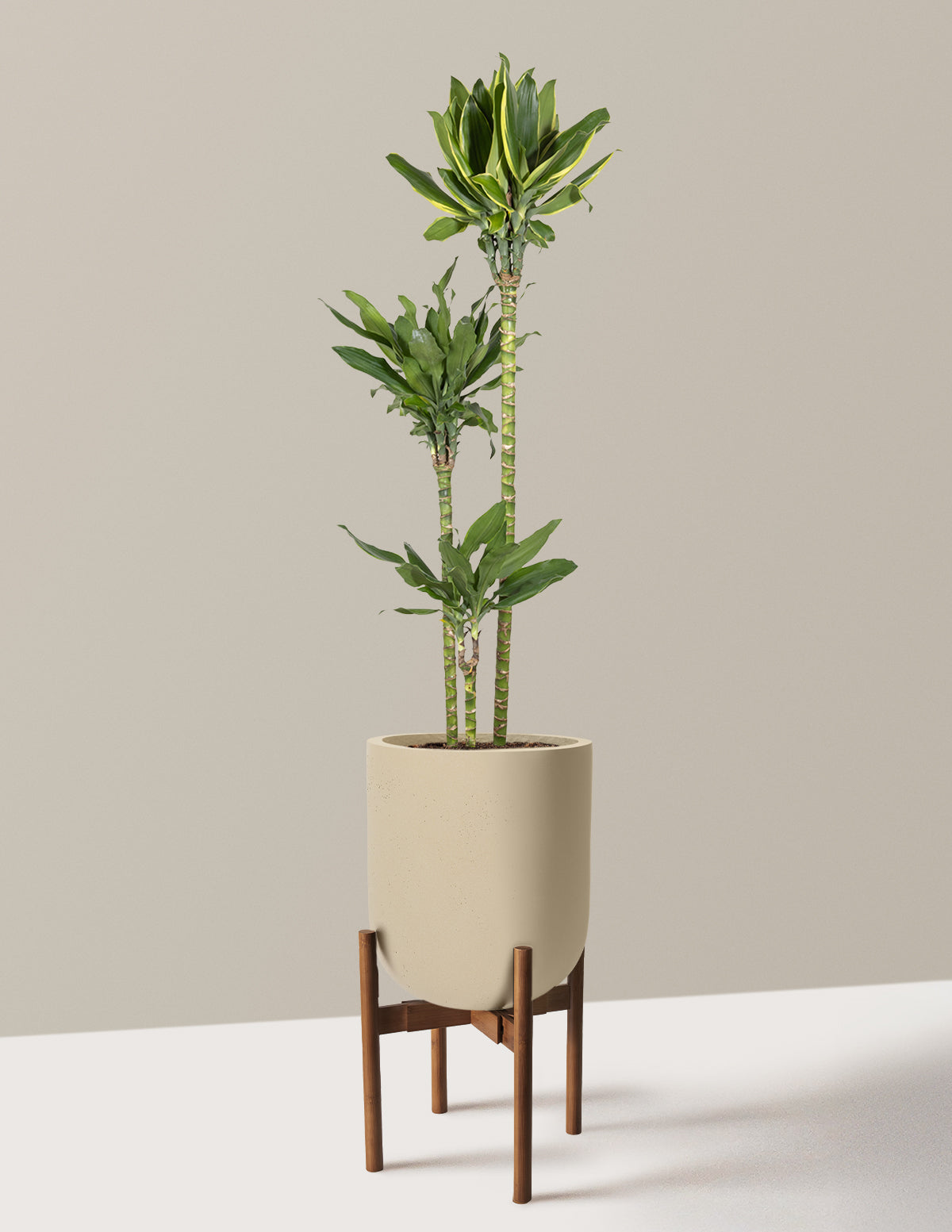 gold plant stands indoor Dracaena Steudneri Gold Dream Houseplant with Planter - Large (3-4' tall) Dusty Rose Planter