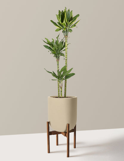 Dracaena Steudneri Gold Dream