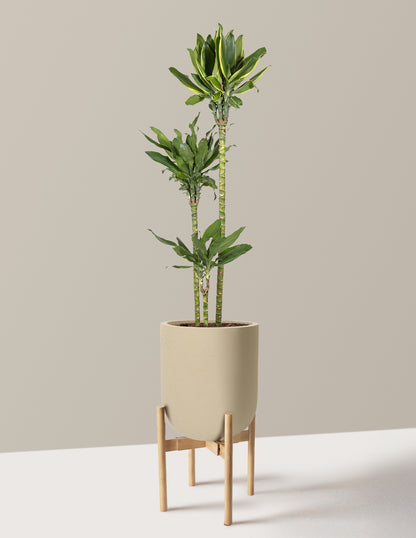 Dracaena Steudneri Gold Dream