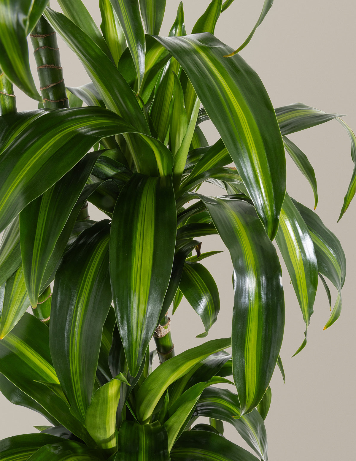 Dracaena Hawaiian Sunshine