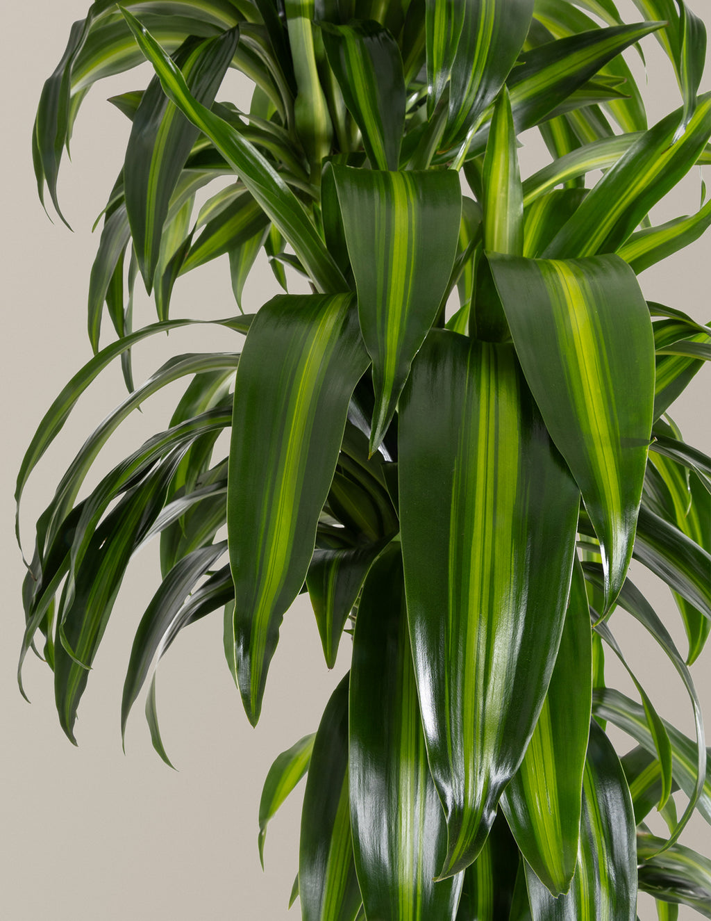 Dracaena Hawaiian Sunshine