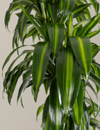 Dracaena Hawaiian Sunshine