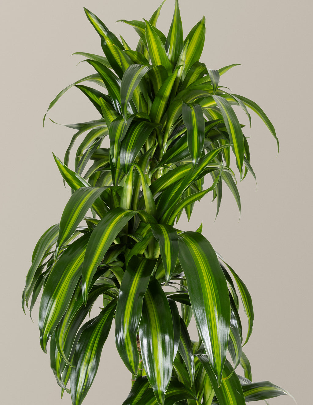 Dracaena Hawaiian Sunshine