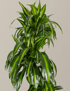 Dracaena Hawaiian Sunshine