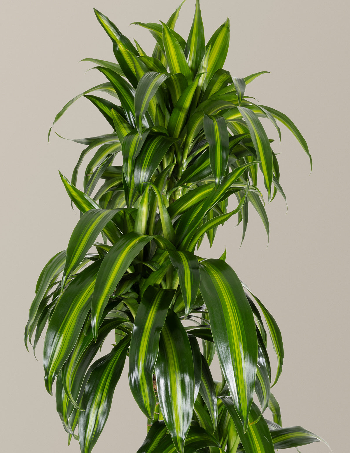 Dracaena Hawaiian Sunshine