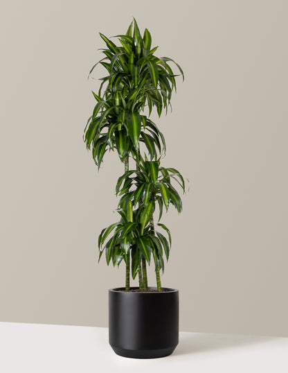 Dracaena Hawaiian Sunshine